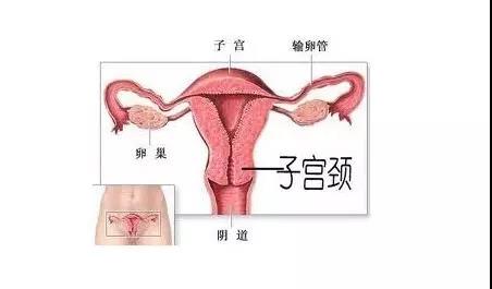 妇科7月学习概要